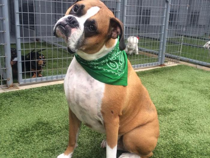 Boarding Jin's Bed and Biscuits